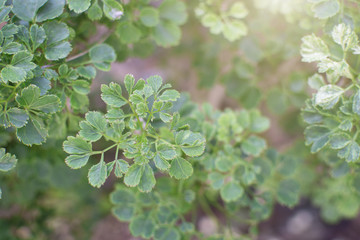 Top leaves weakens background , Lifestyles , Nature, Green