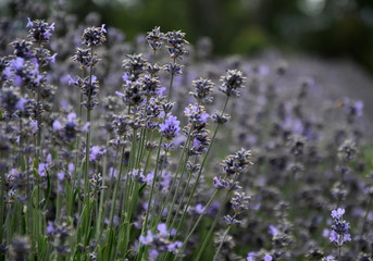 Growing purple lavender flower In a field. Field of mauve purple Lavandula angustifolia most...