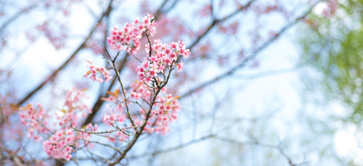 Cherry blossoms or Sakura flower in chiang mai Thailand