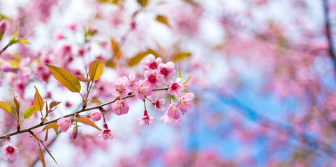 Cherry blossoms or Sakura flower in chiang mai Thailand