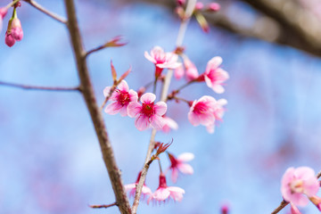 Cherry blossoms or Sakura flower in chiang mai Thailand