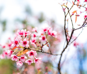Cherry blossoms or Sakura flower in chiang mai Thailand