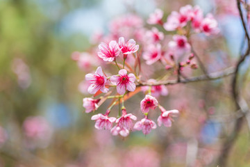 Fototapeta na wymiar Cherry blossoms or Sakura flower in chiang mai Thailand