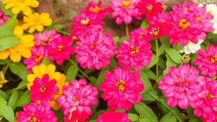Obraz na płótnie Canvas Beautiful pink flowers in the garden