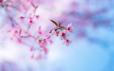 Cherry blossoms or Sakura flower in chiang mai Thailand