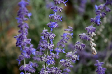 Growing purple lavender flower In a field. Field of mauve purple Lavandula angustifolia most commonly True or English Lavender garden. Lamiaceae.