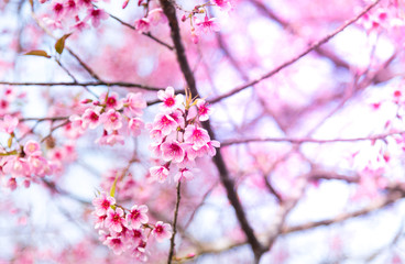 Cherry blossoms or Sakura flower in chiang mai Thailand