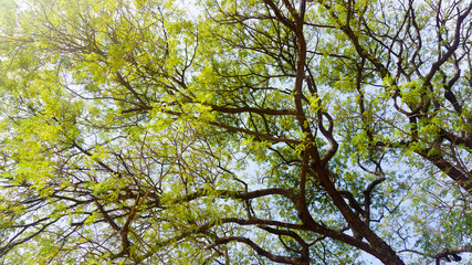 Fototapeta premium Green trees in the background sky view from the bottom up.
