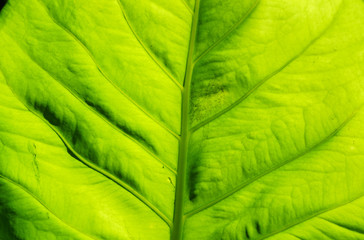 pattern and texture of leaf green plant