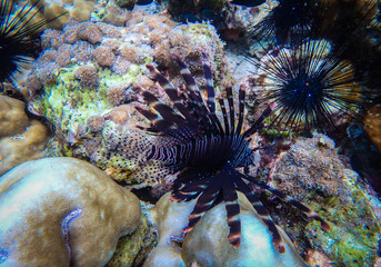 Deep sea and coral reef, colorful corals in ocean landscape. 
