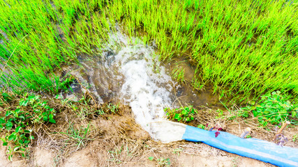 Water flow from large tube in rice field