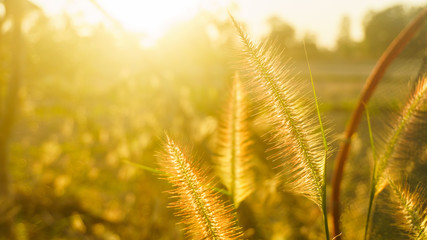 grass flower with sunset