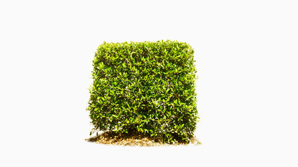 tree isolated on white background