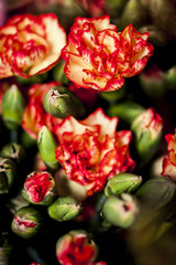 Vibrant colored florwers