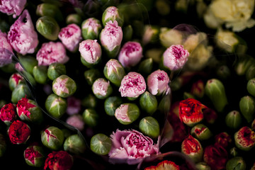 Vibrant colored florwers