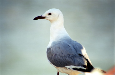 Hartlaub gull, Cape Town, South African Republic