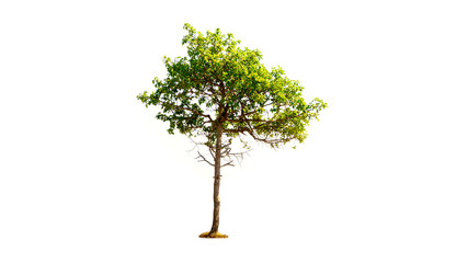 tree isolated on white background