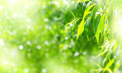 Fototapeta na wymiar Spring background with bright fresh willow leaves