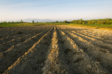 Agricultural landscape with mountain range