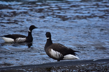 コクガンの後姿
