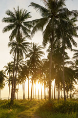 Coconut plant with sunset