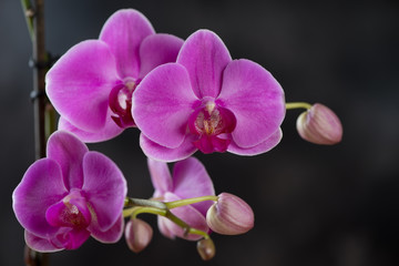 Flowers of blossoming phalaenopsis orchid, close-up, studio shot