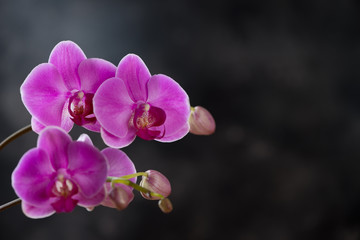 Fototapeta na wymiar Blooming phalaenopsis orchid over dark background, copy space