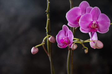 Fototapeta na wymiar Phalaenopsis orchid in blossom on a dark background, copyspace