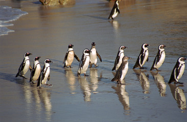 African penguins, The Boulders, South African Republic