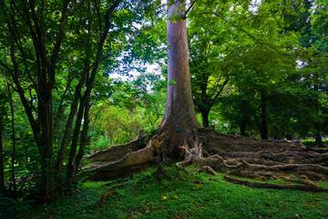 Kayu Raja or The King Tree from asia with big root and one of the biggest tree in the world photo taken in Kebun Raya Bogor Indonesia