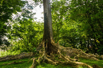 Kayu Raja or The King Tree from asia with big root and one of the biggest tree in the world photo taken in Kebun Raya Bogor Indonesia © teguhjatipras