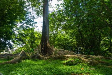Kayu Raja or The King Tree from asia with big root and one of the biggest tree in the world photo taken in Kebun Raya Bogor Indonesia © teguhjatipras