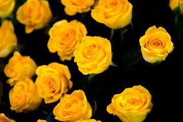 yellow roses on dark. - bunch of yellow roses close up background 
