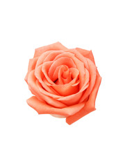Beautiful Peach rose isolated on white background
