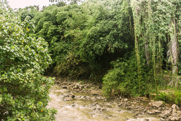 A river with rocks surrounding by trees and bushes photo taken in Kebun Raya Bogor Indonesia