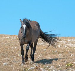 Wild Horse Grulla Gray colored Band Stallion lit up by the afternoon sun on Rocky Mountain ridge in...