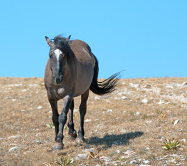 Wild Horse Grulla Gray colored Band Stallion lit up by the afternoon sun on Sykes Ridge in the...