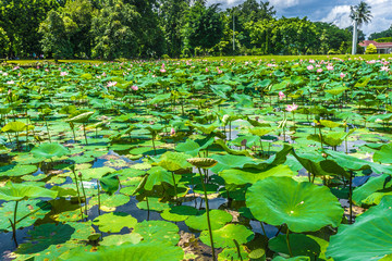 Lotus or water lily fulfill the pond near Istana Negara Bogor with beautiful landscape photo taken in Bogor Indonesia