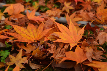 Colorful autumn maple leaf lies on the fall forest floor.