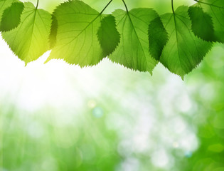 Fresh green spring leaves of linden on natural background.