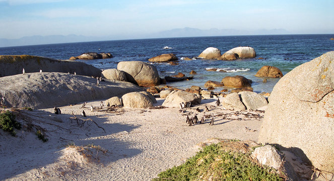 African penguins, The Boulders, South African Republic