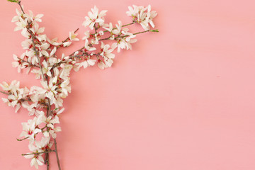 Obraz na płótnie Canvas image of spring white cherry blossoms tree