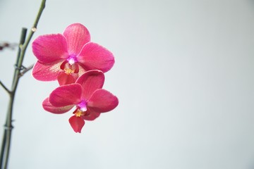 Naklejka na ściany i meble pink Orchid on a light background.