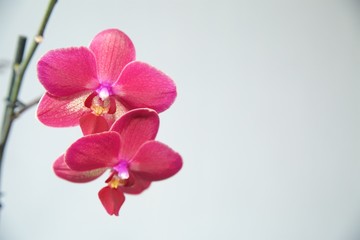 Fototapeta na wymiar pink Orchid on a light background.