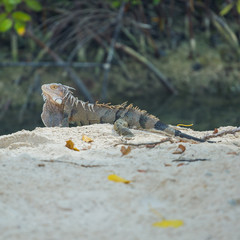 Iguana in Aruba beach.