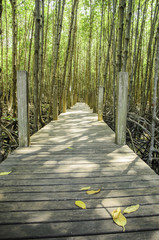 Bridge wood  to nature