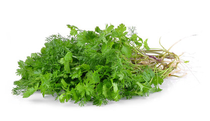 Bunch of fresh coriander leaves over white background