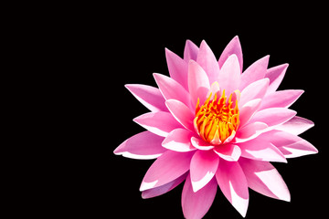 Pink Lotus on Black Background
