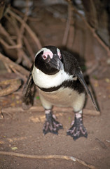 African penguin, The Boulders, South African Republic