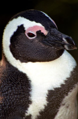 African penguin, The Boulders, South African Republic